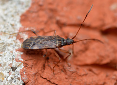 Ozophora salsaverdeae