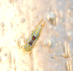 Erythroneura octonotata