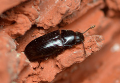 Pharaxonotha kirschii