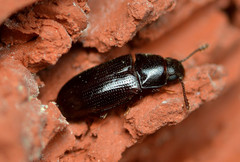 Pharaxonotha kirschii