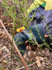Bossiaea heterophylla