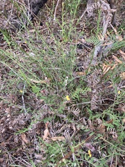 Bossiaea heterophylla