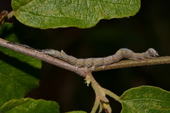 Zale phaeocapna