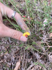 Bossiaea heterophylla