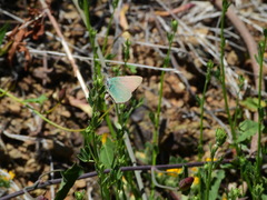 Callophrys dumetorum