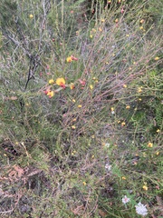 Bossiaea heterophylla