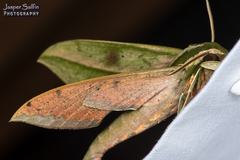 Xylophanes docilis