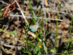Callophrys dumetorum