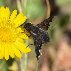 Hemipenthes morioides
