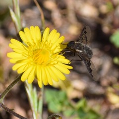 Hemipenthes morioides