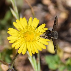 Hemipenthes morioides