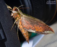 Xylophanes zurcheri