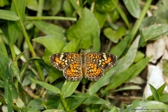 Phyciodes phaon phaon