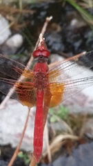 Dythemis maya