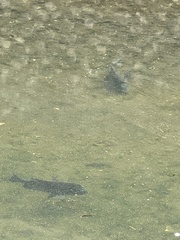 Acanthopagrus schlegelii