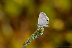 Hemiargus ceraunus astenidas