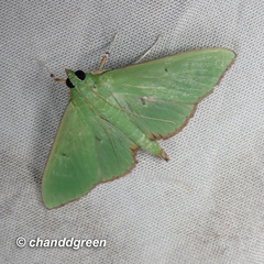 Parotis punctiferalis