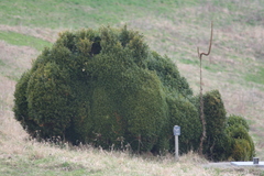 Cydalima perspectalis