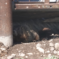 Marmota flaviventris