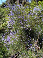 Ceanothus parryi