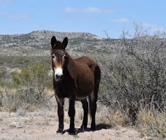 Equus asinus × caballus