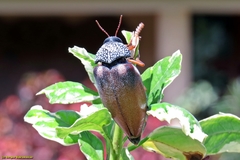 Sternocera castanea castanea