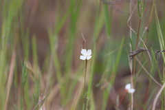 Clarkia epilobioides