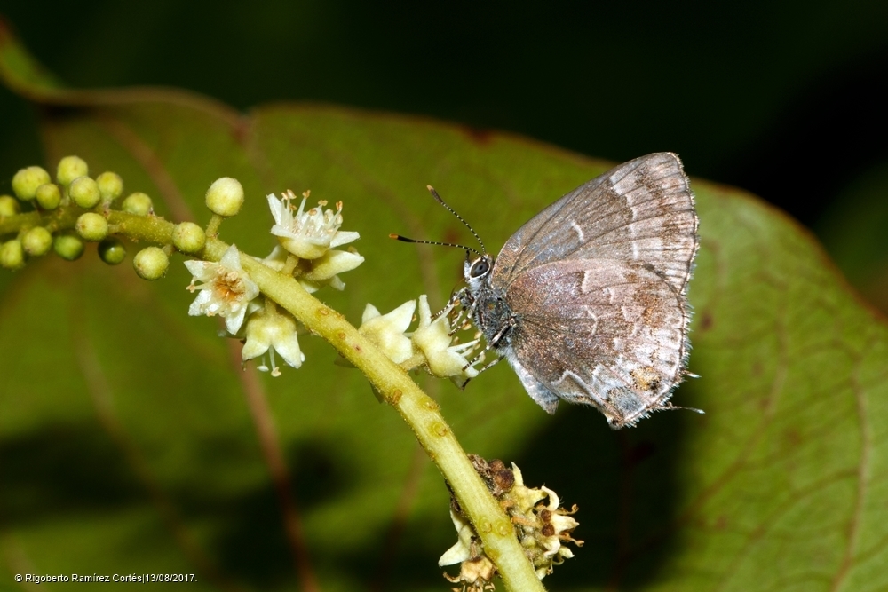 Black Hairstreak