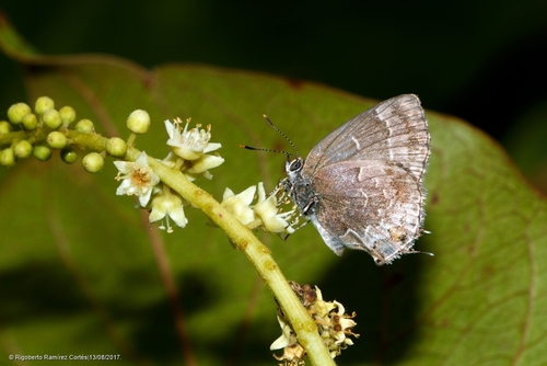 Black Hairstreak