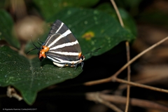 Panthiades bathildis