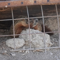 Marmota flaviventris