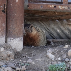 Marmota flaviventris