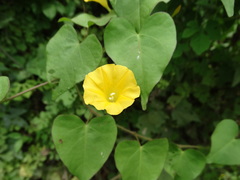 Ipomoea microsepala