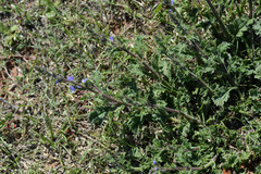 Verbena plicata