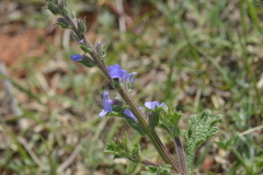 Verbena plicata