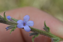 Verbena plicata