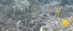 Acanthurus guttatus