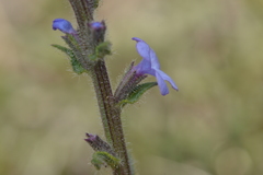 Verbena plicata