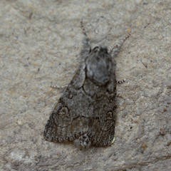 Acronicta tota