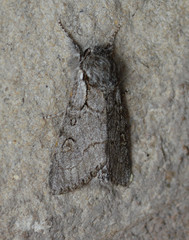 Acronicta tota