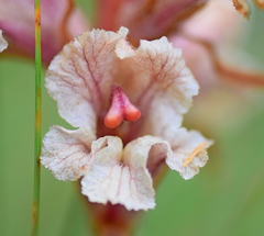 Orobanche alba