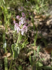 Stachys rigida rigida