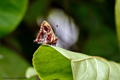 Anteros carausius carausius