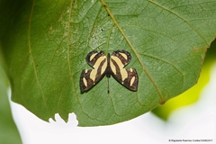 Baeotis zonata zonata