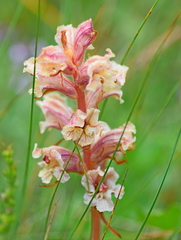 Orobanche alba