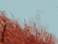 Hyphodontia arguta