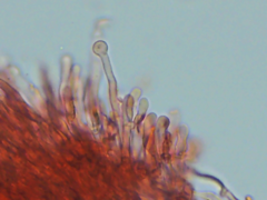 Hyphodontia arguta