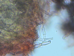 Hyphodontia arguta