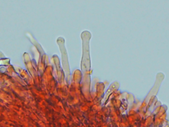 Hyphodontia arguta