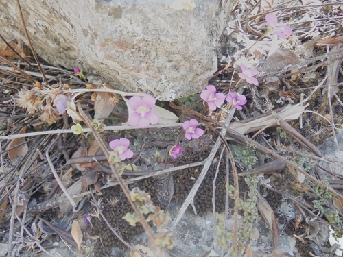 Pinguicula debbertiana